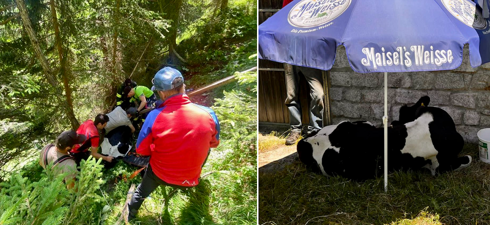 Vacca bloccata in fondo a un pendio 250 metri a valle: difficile intervento (con anche l'elicottero) ma alla fine l'animale